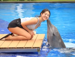 Swim with Dolphin Bali and Dolphin Interaction