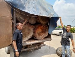 Polres Kampar Komitmen Berantas Ilegal Logging , Amankan 215 Tual Kayu Tak Bertuan serta mobil truk yang bermuatan kayu illog