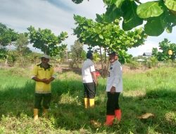 Suwandi Kepala Dinas LH Rohil Budidaya Tanaman Fagraea Auriculata di Atas Lahan Seluas 2 Hektar