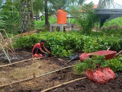 Kelompok Kebun Rakyat “KTH Makmur Jaya ” Melakukan Gotong Royong Bersama Pemetakan Hingga Merawat Pembibitan