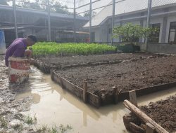 Dukung Program Ketahanan Pangan Nasional, Subseksi Giatja Lapas Narkotika Rumbai Lakukan Penanaman Sayur