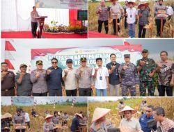 Kapolda Sumbar Bersama Kapolres Solok dan Bupati Solok Hadiri Panen Raya Jagung Serentak Kuartal III di Sukarami