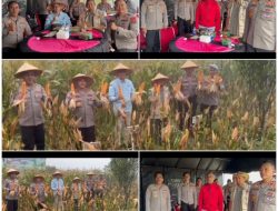 Kapolres Solok Laksanakan Panen Raya Jagung Serentak Kuartal I di Sukarami Kabupaten Solok 2026