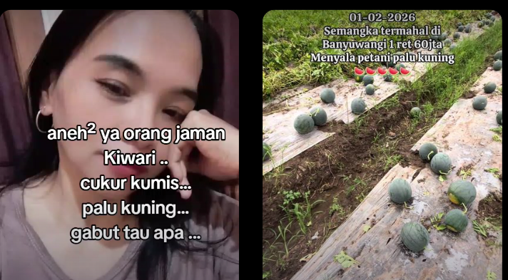Palu Kuning Viral Di Tiktok Kenapa? Netizen dibikin Bingung Dengan Tren Saat ini!