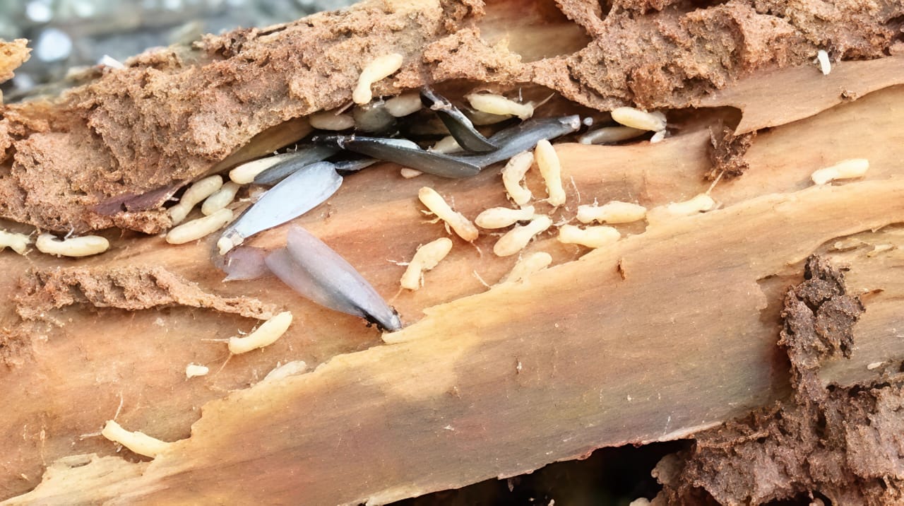 Ancaman Rayap yang Sering Diabaikan Pemilik Rumah